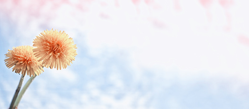 春天的花朵