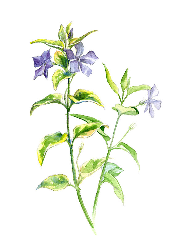 用水彩画的Vinca major