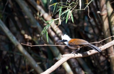 白头Laughingthrush