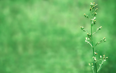 春草花自然壁纸背景
