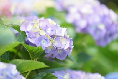 花在镰仓