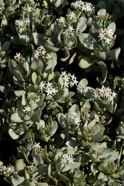 Crassula
