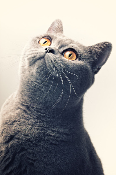 英国灰色短毛猫