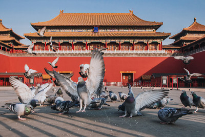 中国北京故宫广场上的鸽子。鸽子在北京紫禁城红墙前飞翔。图中牌匾的中文翻译:午门。