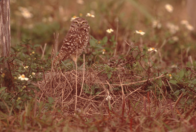 穴鸮(Athene cunularia)