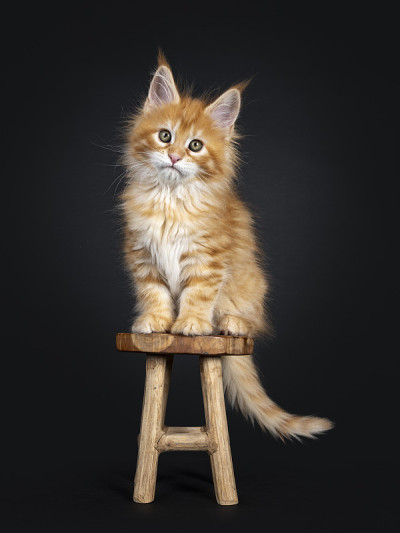 黑色背景上的红色缅因猫