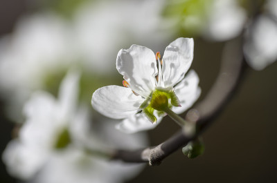 青梅花，梅花