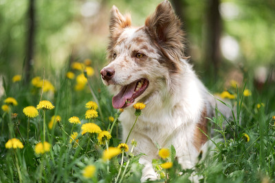 微笑的边境牧羊犬的肖像