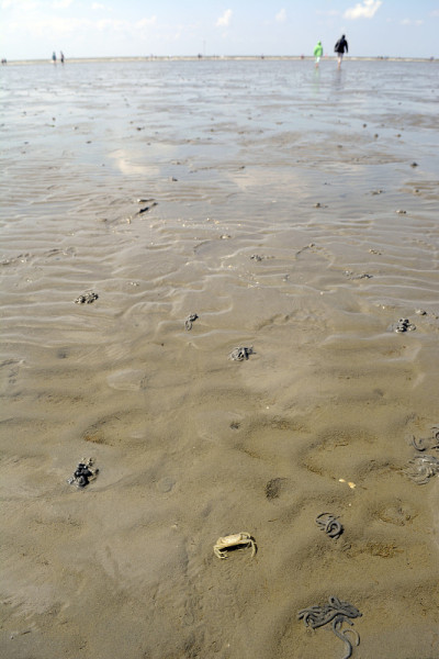 德国，Schleswig-Holstein, Buesum, low tide