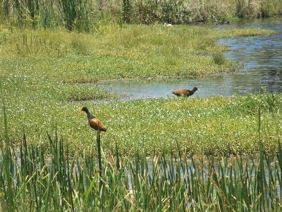 有角的水虻(jacana jacana)是一种涉禽，是南美大部分地区的一种常住繁殖者。