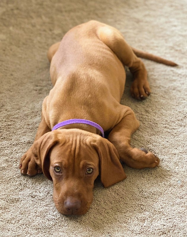 匈牙利维希拉猎犬小狗