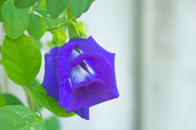 豌豆花