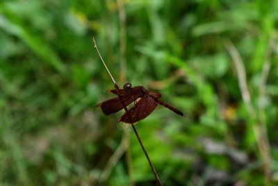生活在水边的蜻蜓。