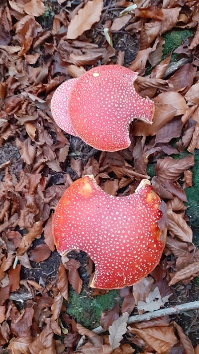 飞木耳蘑菇