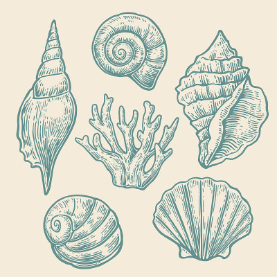 海贝壳。设置彩色雕刻复古插图。