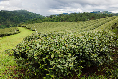 茶领域