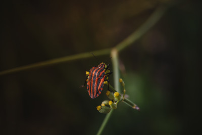 瓢虫