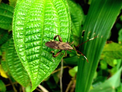 昆虫臭虫