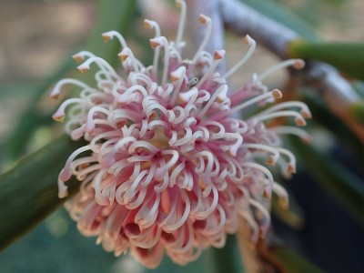 Hakea clavata