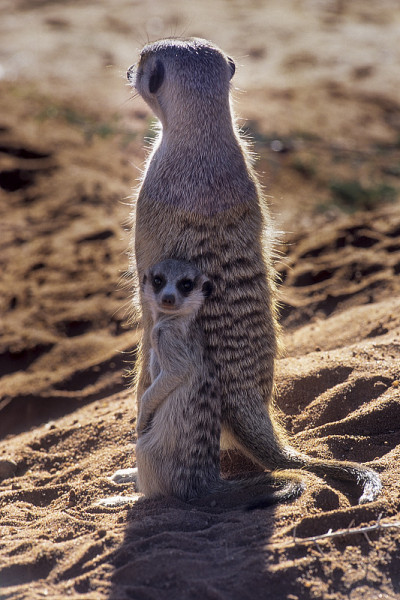 猫鼬或suricate
