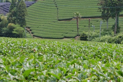 日本京都的茶园