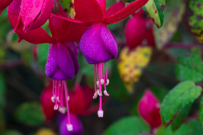 花紫红色