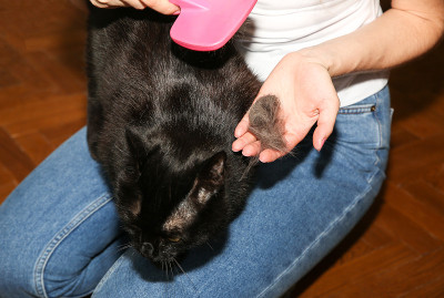 女人正在给黑猫梳毛。宠物美容。毛皮脱落。快乐的动物。