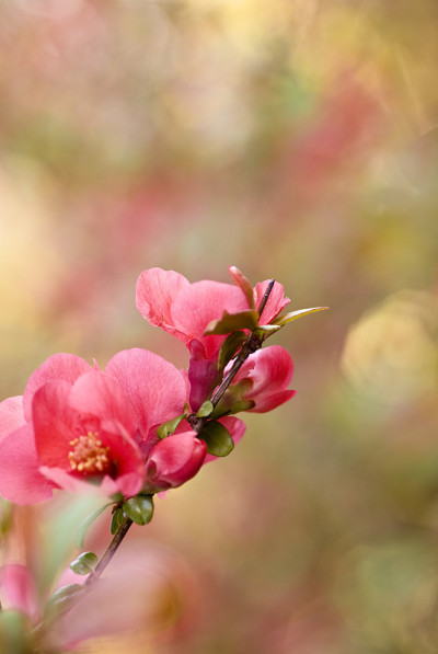 贴梗海棠开花