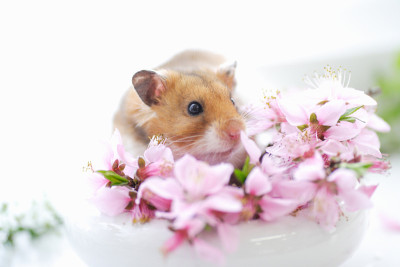 仓鼠和鲜花