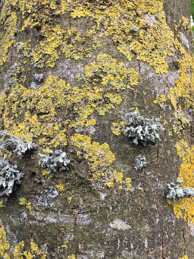 白蜡(Fraxinus excelsior)树- 2018年5月