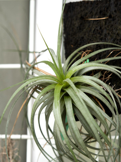 Tillandsia