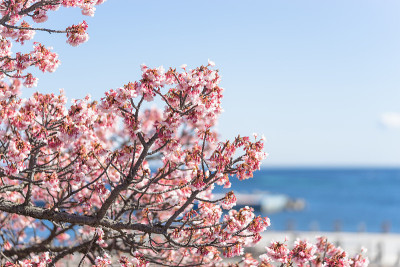 热海市太阳海滩热海市樱花