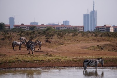 Zebra