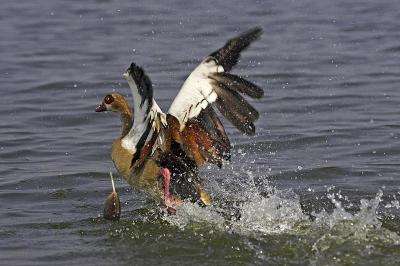 Egyptian Goose, alopochen aegyptiacus, Adult Takin