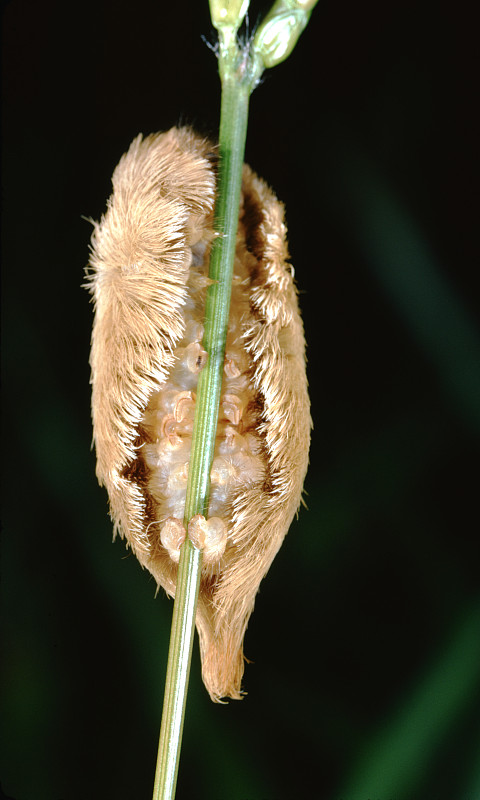 南绒线蛾毛虫(Megalopyge Opercularis)