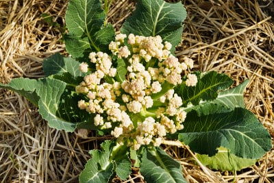 菜花