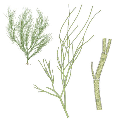 Cladophora sp.藻类。结构