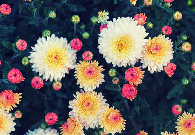 菊花照片