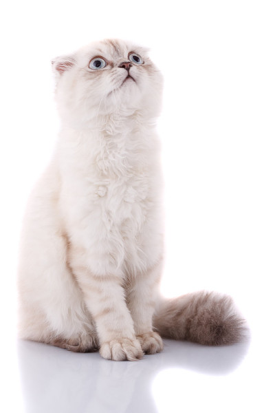 小猫