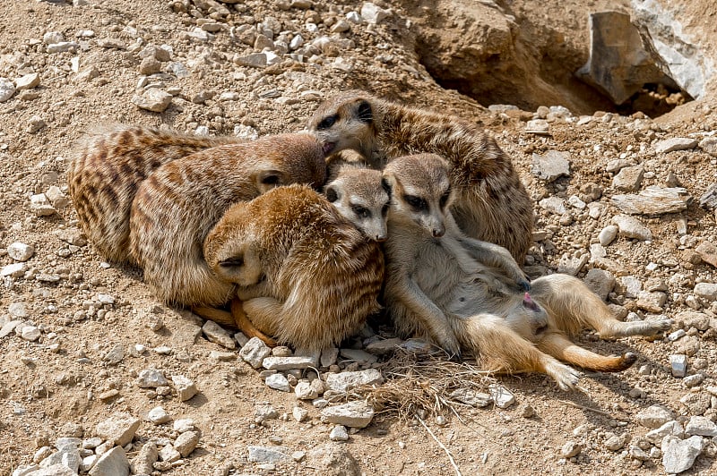 猫鼬先生和夫人(Suricata suricatta)正在观察生长的东西。