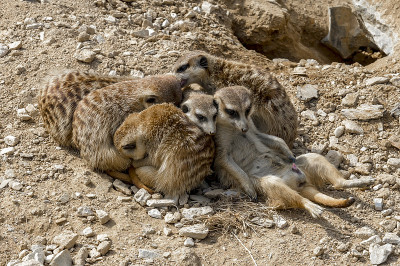 猫鼬先生和夫人(Suricata suricatta)正在观察生长的东西。