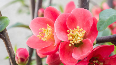 春花系列，红花在枝头开花