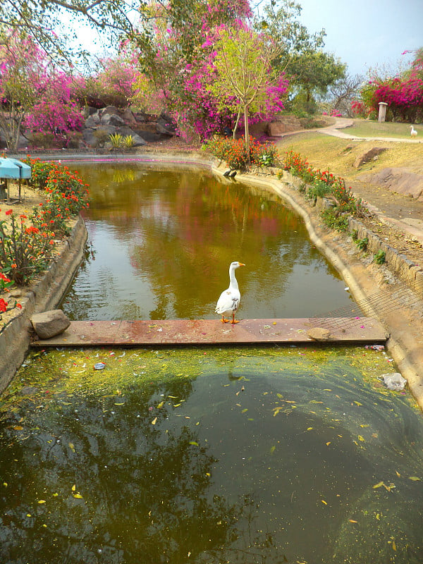 新德里，佛陀花园中的鸭子