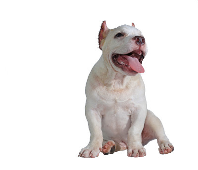 白色斗牛犬孤立在白色背景和剪切路径内