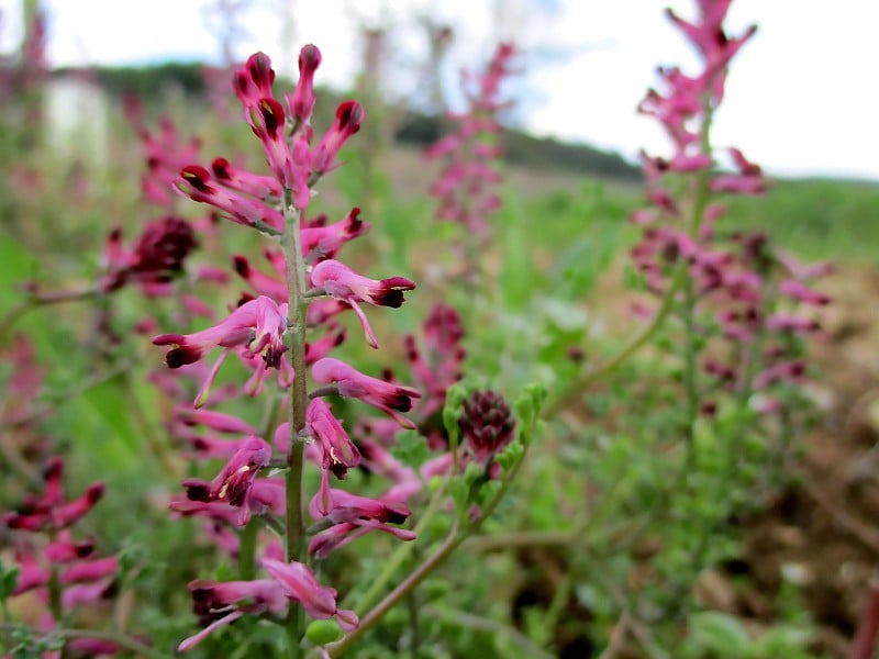 香花(Fr: Fumeterre officinal)