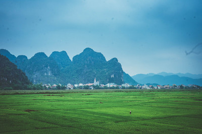 稻田