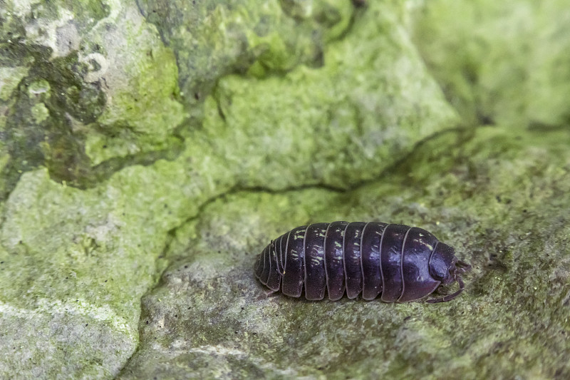 Armadillidiidae球潮虫