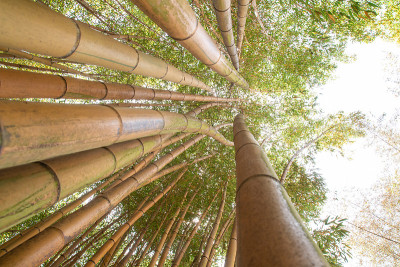 在安杜泽的普拉弗朗斯竹林有竹子