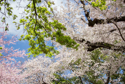 日本枫树和樱桃树，旭山公园，东京，日本