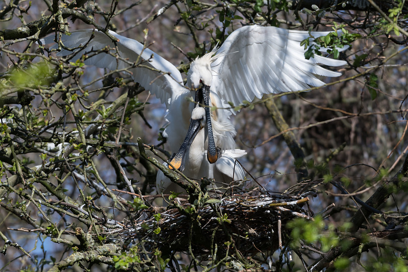 两只欧亚琵鹭(Platalea leucorodia)交配。